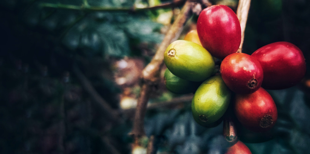 Kopi Gayo